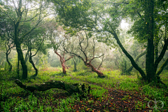 cici_free采集到森林、树木背景