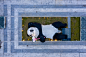 自拍熊猫，都江堰 / UAP + Florentijn Hofman : “大黄鸭”设计者霍夫曼在中国又添全新力作