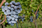 General 2200x1467 grapes fruit grapevine depth of field Black Grapes food berries plants