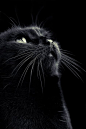 Photograph Black by Tim Forbrig on 500px - Enchanting photo of beautiful black cat