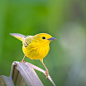 Yellow Warbler 黄莺 (F)