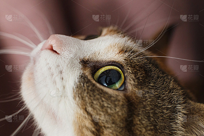 这是一只好奇的红猫的特写，有着美丽的黄色...