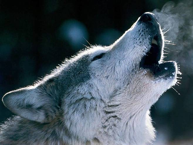 wolves6 Wolves
