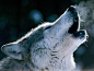 wolves6 Wolves