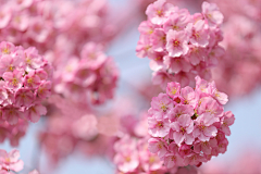 LeapLeaf采集到桜の花