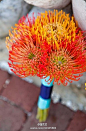 针垫花（Leucospermum cordifolium）澳洲特有的山龙眼科植物。又名烟花菊，风轮花、等。称针垫花， 是因为花朵盛开时像插满了针的针垫，而叫烟花菊，顾名思义，它真的很像夜空中璀璨的烟花哦！