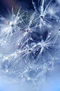 Dandelions-- why do people call them weeds? They're salad greens with a magical flower!