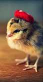 #戴红帽子的小鸡#