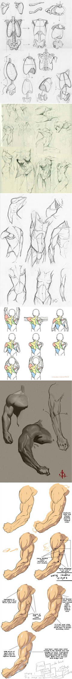 ♀各种傻瓜♂采集到人体肌肉+骨骼