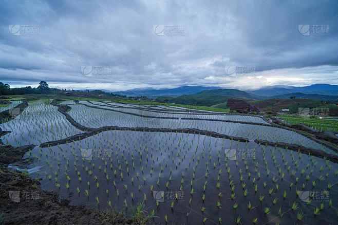 水稻梯田与水反射和雨水风暴，绿色农田的农村，山丘陵山谷，帕邦平，泰国清迈。自然景观。农作物的收成。素材-花瓣网
