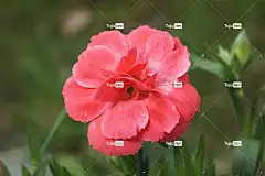 花 花壁纸 粉色 康乃馨花 花园 性质 美丽的花朵 植物群 植物