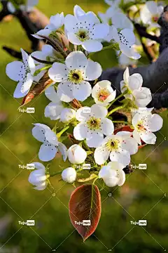 梨花 梨 水果 果园 花壁纸 开花期 花 自然 春天 时间