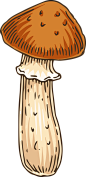 手绘秋季森林植物树叶蘑菇菌类蜗牛卡通免扣PNG图案 AI矢量素材 (6)