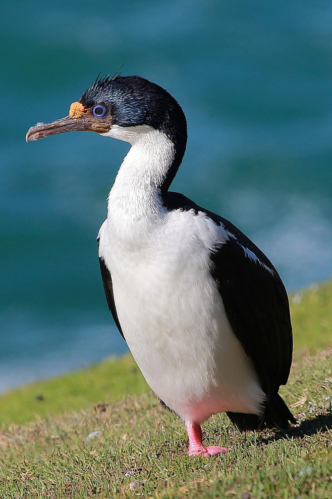 鲣鸟目鸬鹚科蓝眼鸬鹚属蓝眼鸬鹚