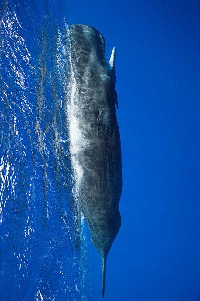 鲸目齿鲸亚目抹香鲸科抹香鲸属抹香鲸