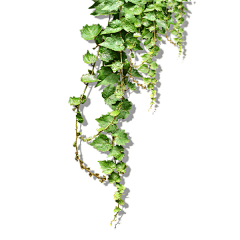 小翼子123采集到草