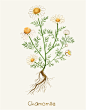 草本植物包装手绘草本植物洋甘菊鲜花花卉PSD设计素材  (1)