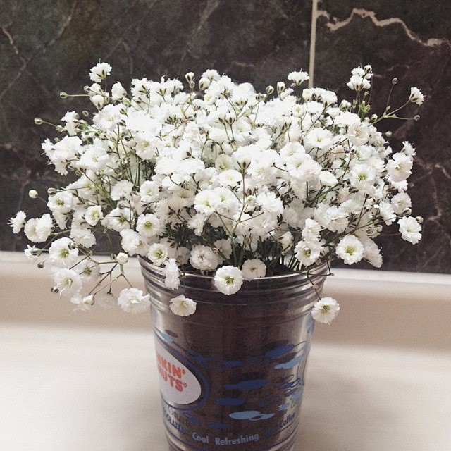 Gypsophila | 搜索Insta...