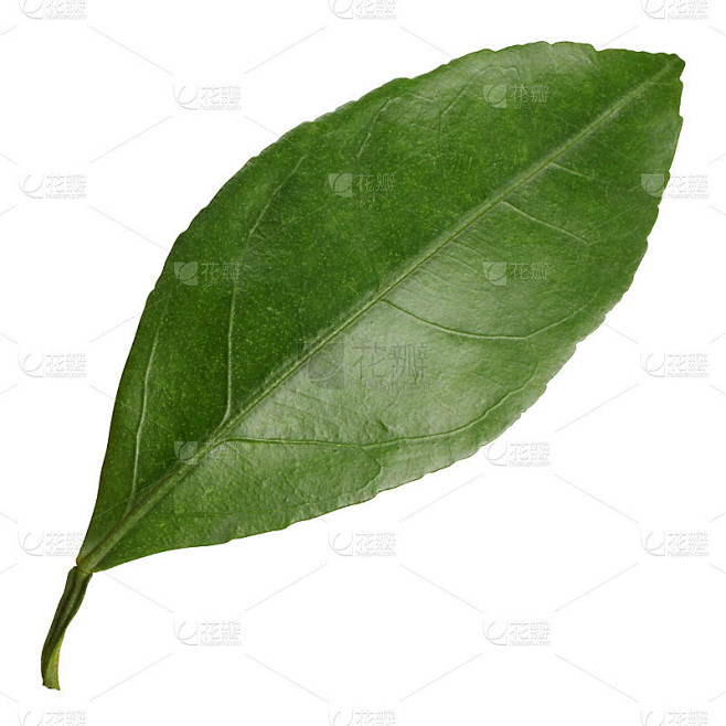一片橘叶孤立在一片白色上。素材-花瓣网