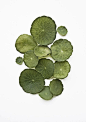 lillypads // green flowers: 