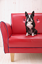 小狗坐在红色沙发上