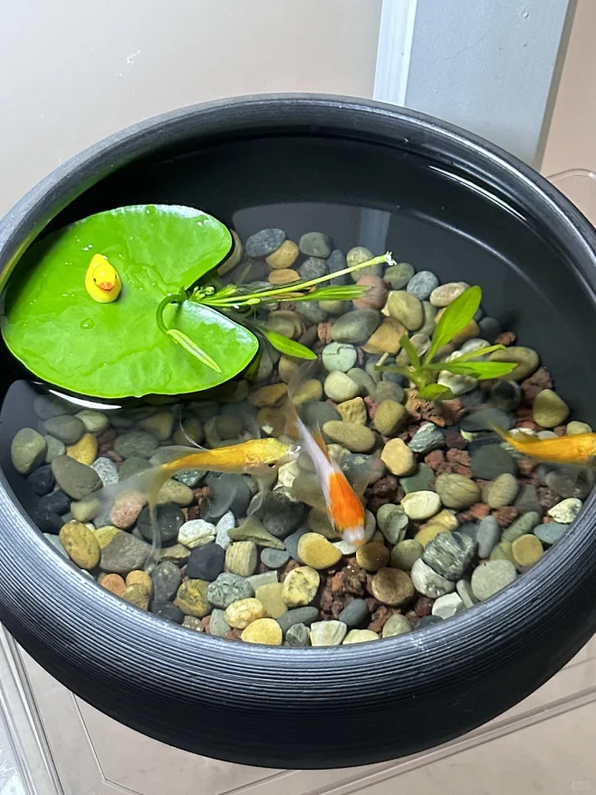 新手古法鱼缸养鱼 - 小红书图片_鱼缸造景图片素材-花瓣网