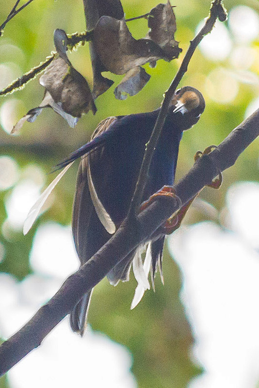 雀形目极乐鸟科幡羽极乐鸟属幡羽极乐鸟