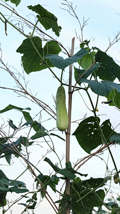 忘川漪涟采集到菜园子