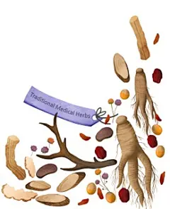 滋补健康食材食疗人参手绘果蔬插画