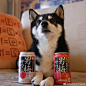 柴犬