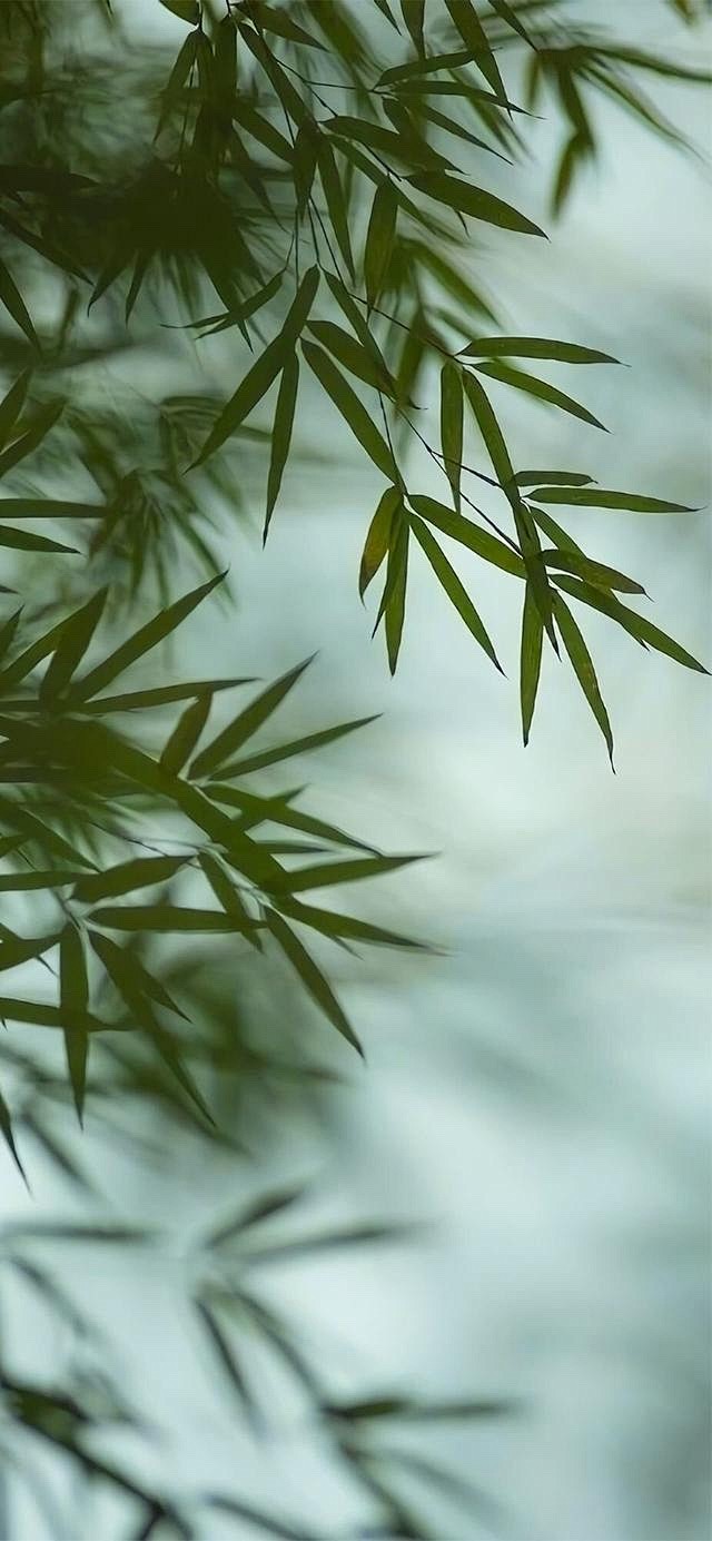 《杂景》竹