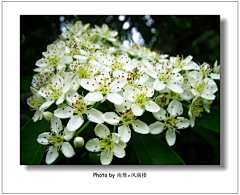 茉莉li采集到花草科