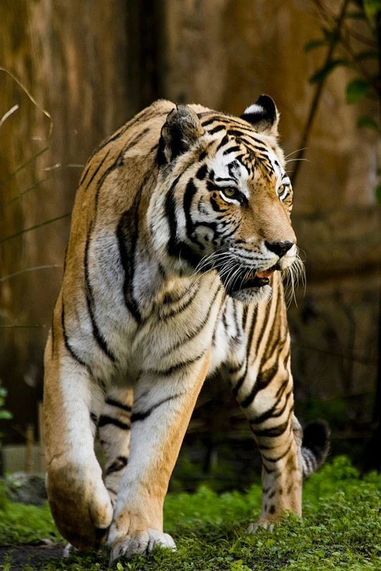 Stalking Tiger-花瓣网