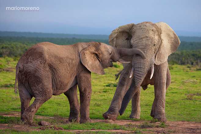 Addo Playtime by Mar...
