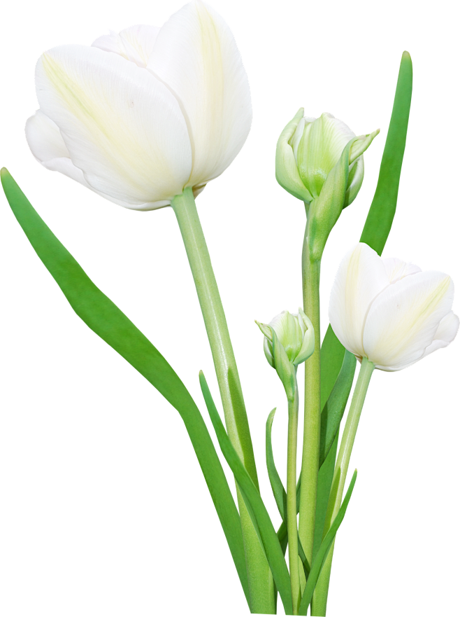 Bouquet flowers PNG