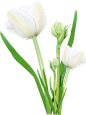 Bouquet flowers PNG