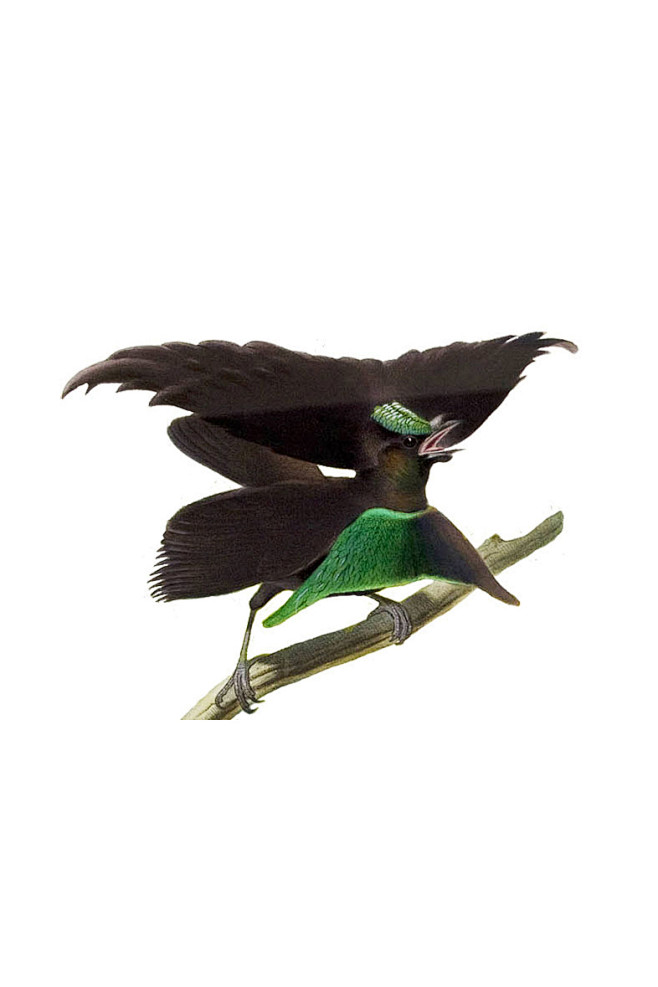 雀形目极乐鸟科华美极乐鸟属华美极乐鸟