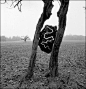 Andy Goldsworthy: 