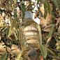 L'OCCITANE en Provence (@loccitane)的Instagram主页 | Tofo.me: Instagram网页版 _产品摄影/摆放_T2020321