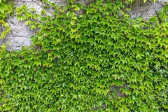 石墙覆盖着绿色的攀缘植物常春藤作为背景