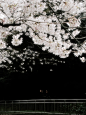 Las flores de cerezo caen - 小红书