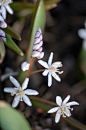 Scilla bifolia 'Rosea' 二叶绵枣儿粉花