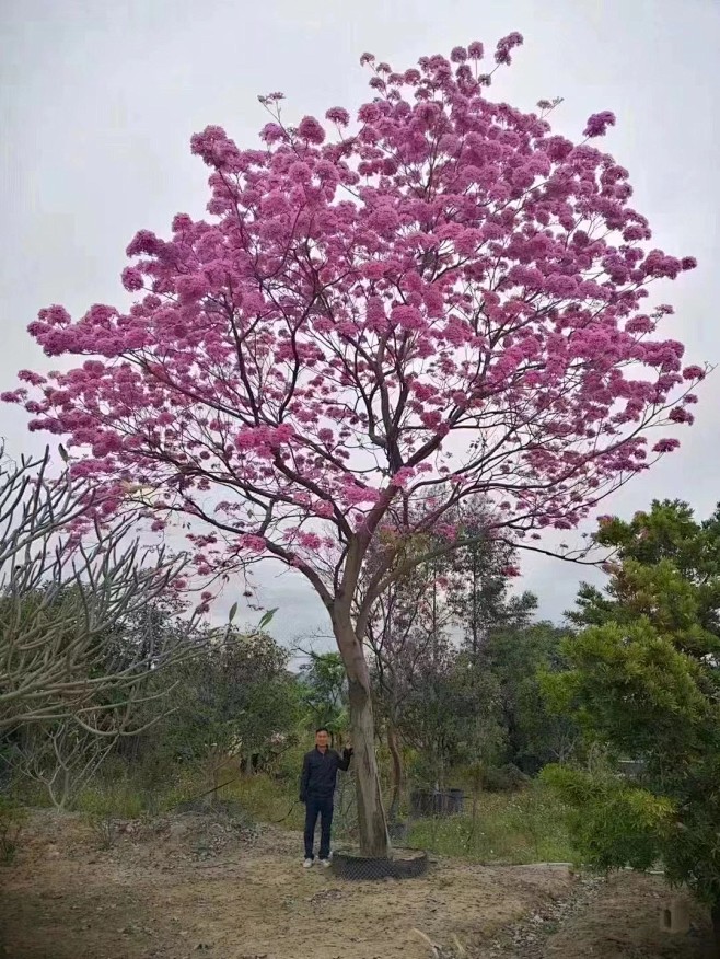 紫花风铃木 38cm