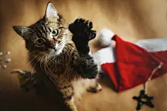 点击来源直接获取大图文件 |可爱的萌猫戴着时尚的圣诞红帽玩耍，冬季假期
