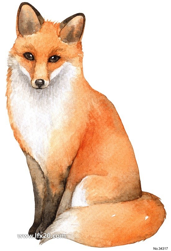 动物插画