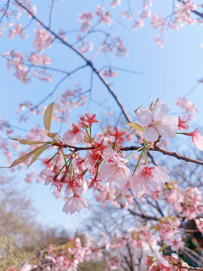 樱花