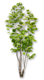 Arbre