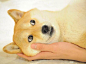 妩媚的卡酱！
かぼちゃんのお顔色々 #doge
Wow much expression many photos! 