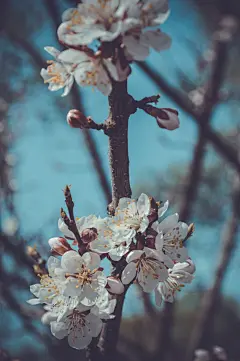  梅花手机壁纸高清图 