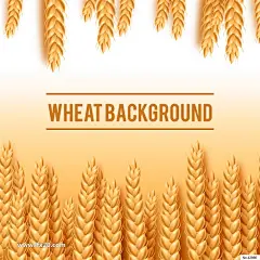 金秋水稻麦田风景插画EPS矢量素材_VIP素材_乐分享素材网_psd素材_平面素材_png素材_免费素材_ppt模板_灵感库